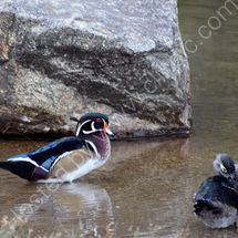 A Pair of Wood Duck