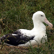 Albatross Sitting on a Nest