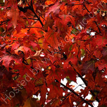 Maple in Full 'Fall' Colours