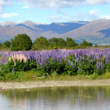 Lupins Along the Ahutiri River
