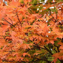 Fall Colours
