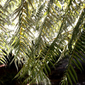 The Silver Fern. The Emblem of New Zealand