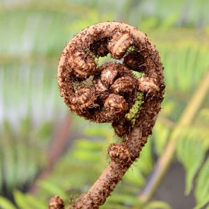 Fern Frond Unfurling