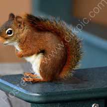 American Red Squirrel