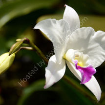 Orchid in Singapore Orchid Gardens