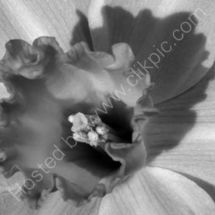Inner Daffodil