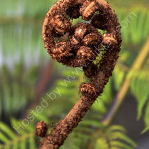 Fern Frond. New Zealand