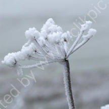 Winter Beauty