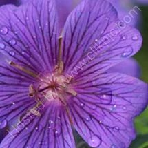 Geranium