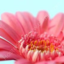 Pink Gerbera