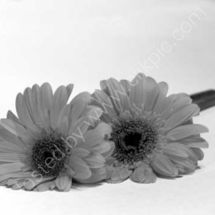 Gerberas