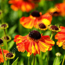 Helenium