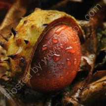Horsechestnut