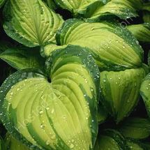 Hosta Droplets