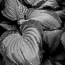 Hosta Droplets (Greyscales)