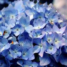 Hydrangea