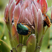 Kirstenbosch Gardens