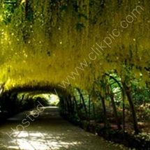Laburnum Arch, Bodnant Gardens