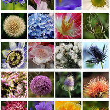 Flower Study