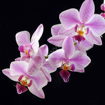Pink Orchid