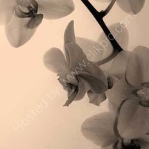 Sepia Orchid