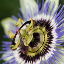 Passion Flower 1