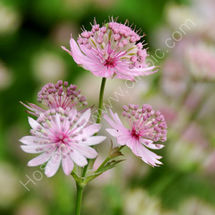 Pink Asrantia