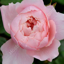 Pink Rose
