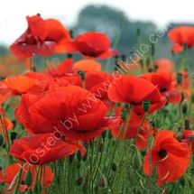 Poppies 1