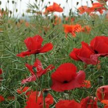 Poppies 2