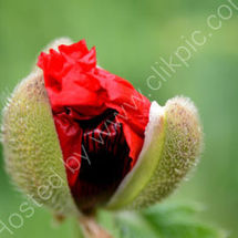 Opening Poppy