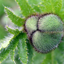 Poppy Bud