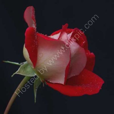 Red Rose