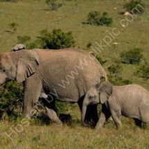 Mum and Baby