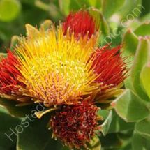 Protea 1