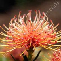 Protea 2