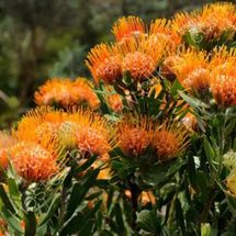 Proteas 3