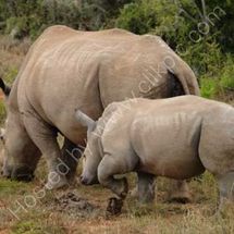 White Rhino and Baby