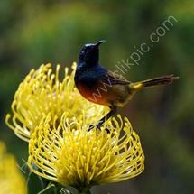 Sunbird on Protea 2