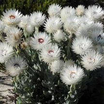 Fynbos