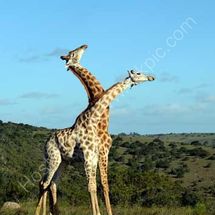 Giraffes Necking