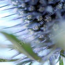 Sea Holly