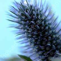Sea Holly 2