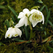 Snowdrops
