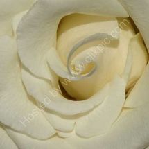 Study in Cream