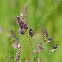 Summer Grasses