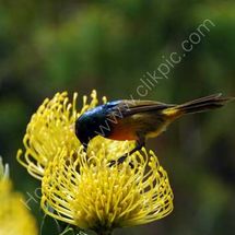 Sunbird on Protea 1