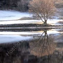 Tree Reflections