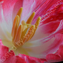 Inside the Tulip