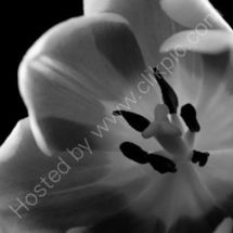 Tulip Black & White